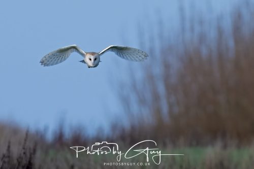 30 October 2026 - Near Whitehaven, West Cumbria - Barn Owl hunting in the changing evening light
