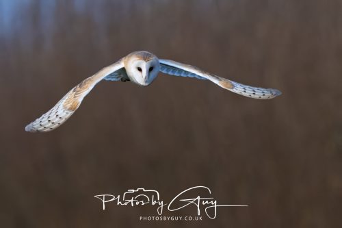 30 October 2026 - Near Whitehaven, West Cumbria - Barn Owl hunting in the changing evening light