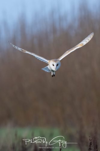 30 October 2026 - Near Whitehaven, West Cumbria - Barn Owl hunting in the changing evening light