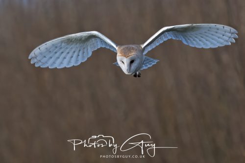 30 October 2026 - Near Whitehaven, West Cumbria - Barn Owl hunting in the changing evening light