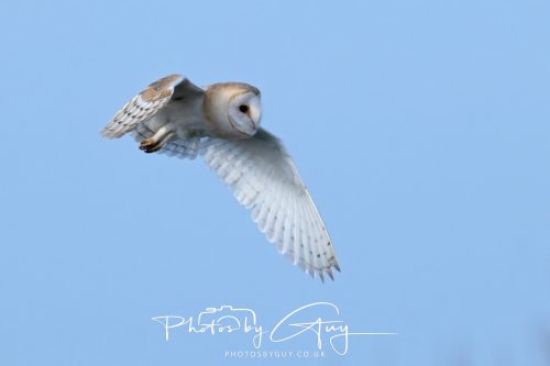 30 October 2026 - Near Whitehaven, West Cumbria - Barn Owl hunting in the changing evening light