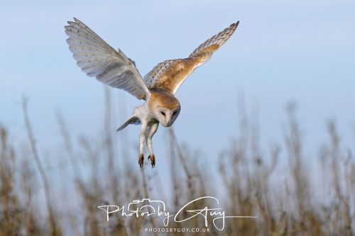 30 October 2026 - Near Whitehaven, West Cumbria - Barn Owl hunting in the changing evening light