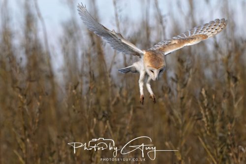 30 October 2026 - Near Whitehaven, West Cumbria - Barn Owl hunting in the changing evening light