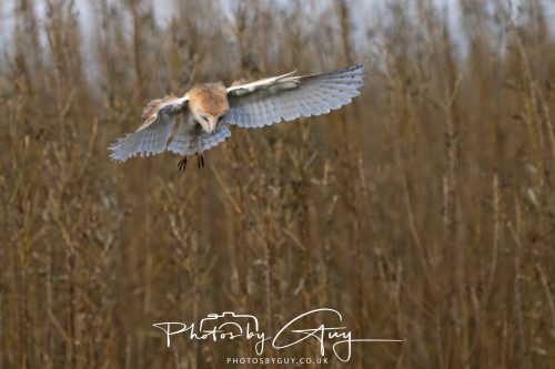 30 October 2026 - Near Whitehaven, West Cumbria - Barn Owl hunting in the changing evening light