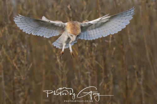30 October 2026 - Near Whitehaven, West Cumbria - Barn Owl hunting in the changing evening light