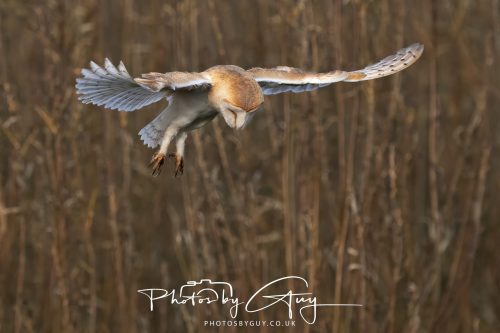 30 October 2026 - Near Whitehaven, West Cumbria - Barn Owl hunting in the changing evening light