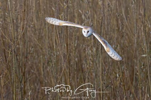 30 October 2026 - Near Whitehaven, West Cumbria - Barn Owl hunting in the changing evening light