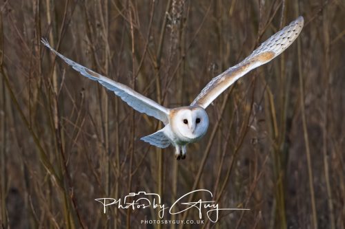 30 October 2026 - Near Whitehaven, West Cumbria - Barn Owl hunting in the changing evening light