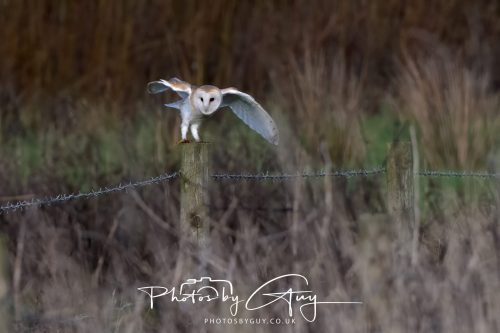 30 October 2026 - Near Whitehaven, West Cumbria - Barn Owl hunting in the changing evening light