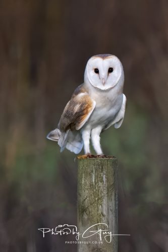 30 October 2026 - Near Whitehaven, West Cumbria - Barn Owl hunting in the changing evening light