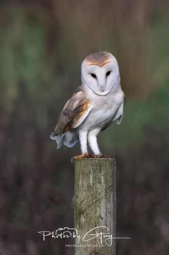 30 October 2026 - Near Whitehaven, West Cumbria - Barn Owl hunting in the changing evening light