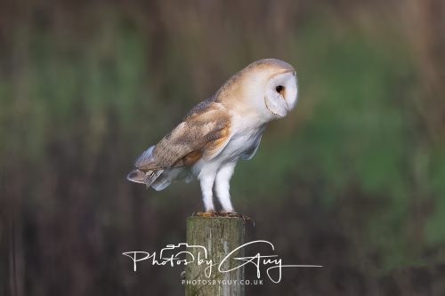 30 October 2026 - Near Whitehaven, West Cumbria - Barn Owl hunting in the changing evening light