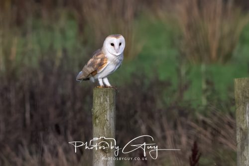 30 October 2026 - Near Whitehaven, West Cumbria - Barn Owl hunting in the changing evening light