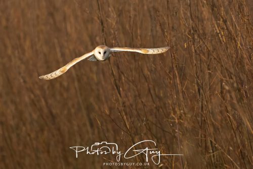30 October 2026 - Near Whitehaven, West Cumbria - Barn Owl hunting in the changing evening light