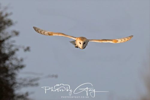 30 October 2026 - Near Whitehaven, West Cumbria - Barn Owl hunting in the changing evening light