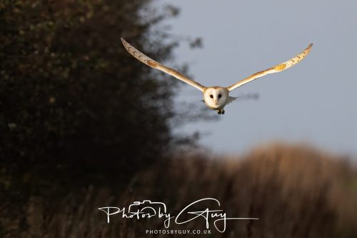 30 October 2026 - Near Whitehaven, West Cumbria - Barn Owl hunting in the changing evening light