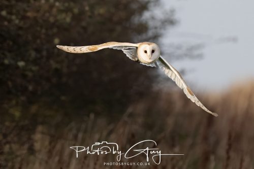 30 October 2026 - Near Whitehaven, West Cumbria - Barn Owl hunting in the changing evening light