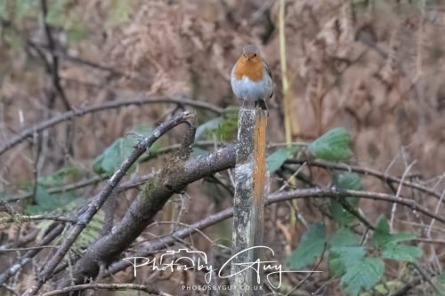 12 October 2026 - Kildonan area, Isle of Arran, Scotland - Robin