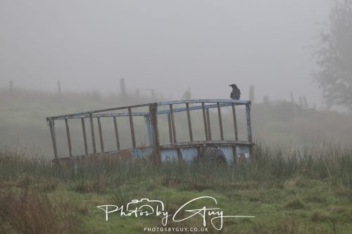 12 October 2026 - Kildonan area, Isle of Arran, Scotland - Hooded Crow
