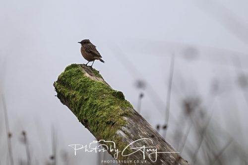 12 October 2026 - Kildonan area, Isle of Arran, Scotland - Stonechat