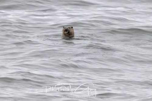 12 October 2026 - Kildonan area, Isle of Arran, Scotland - Otter