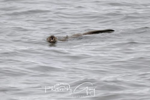 12 October 2026 - Kildonan area, Isle of Arran, Scotland - Otter