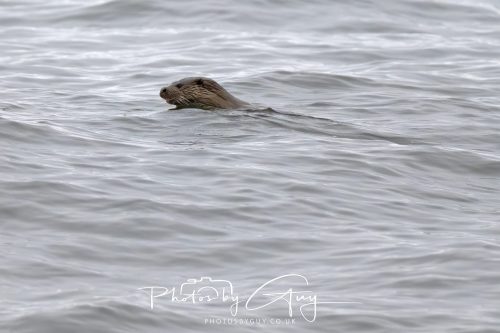 12 October 2026 - Kildonan area, Isle of Arran, Scotland - Otter