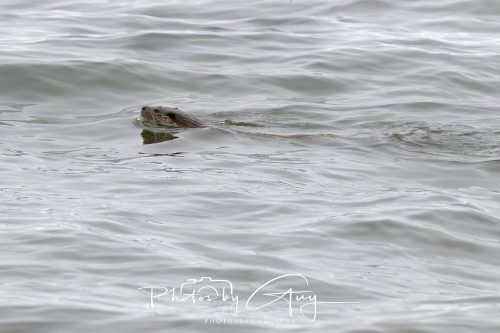 12 October 2026 - Kildonan area, Isle of Arran, Scotland - Otter