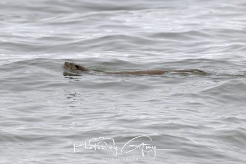 12 October 2026 - Kildonan area, Isle of Arran, Scotland - Otter