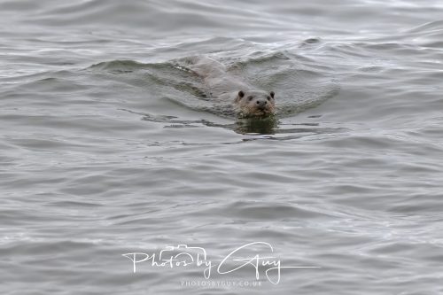 12 October 2026 - Kildonan area, Isle of Arran, Scotland - Otter