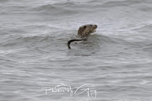 12 October 2026 - Kildonan area, Isle of Arran, Scotland - Otter