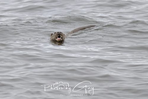 12 October 2026 - Kildonan area, Isle of Arran, Scotland - Otter