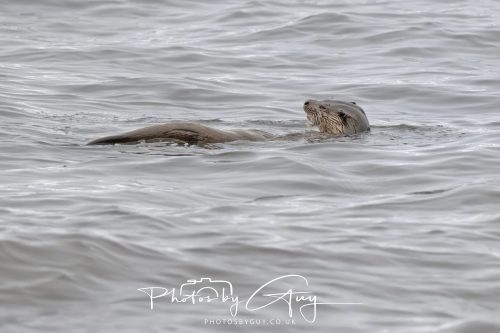 12 October 2026 - Kildonan area, Isle of Arran, Scotland - Otter