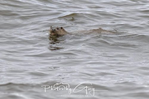 12 October 2026 - Kildonan area, Isle of Arran, Scotland - Otter