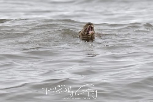 12 October 2026 - Kildonan area, Isle of Arran, Scotland - Otter