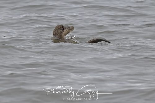 12 October 2026 - Kildonan area, Isle of Arran, Scotland - Otter