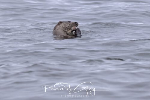 12 October 2026 - Kildonan area, Isle of Arran, Scotland - Otter