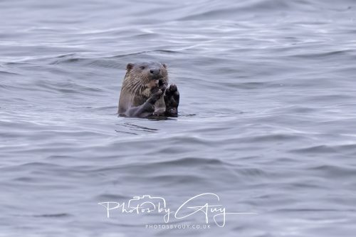 12 October 2026 - Kildonan area, Isle of Arran, Scotland - Otter