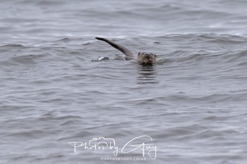 12 October 2026 - Kildonan area, Isle of Arran, Scotland - Otter