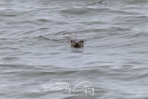 12 October 2026 - Kildonan area, Isle of Arran, Scotland - Otter