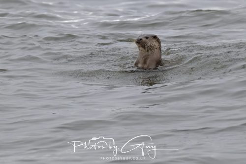 12 October 2026 - Kildonan area, Isle of Arran, Scotland - Otter