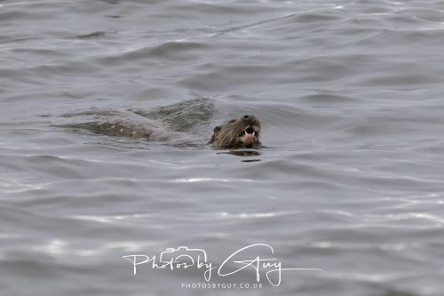 12 October 2026 - Kildonan area, Isle of Arran, Scotland - Otter