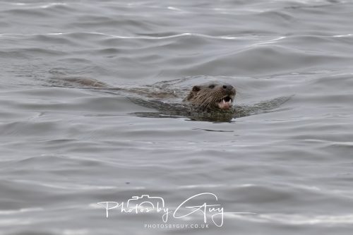 12 October 2026 - Kildonan area, Isle of Arran, Scotland - Otter