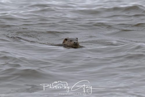 12 October 2026 - Kildonan area, Isle of Arran, Scotland - Otter