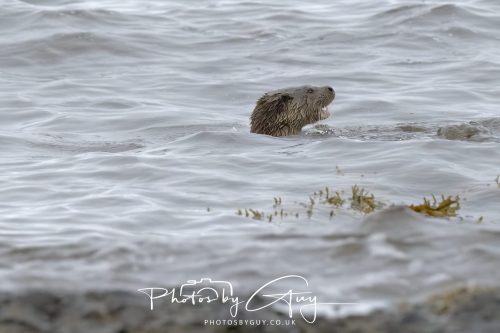 12 October 2026 - Kildonan area, Isle of Arran, Scotland - Otter