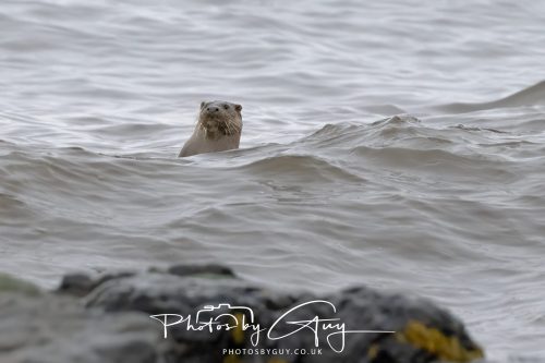 12 October 2026 - Kildonan area, Isle of Arran, Scotland - Otter