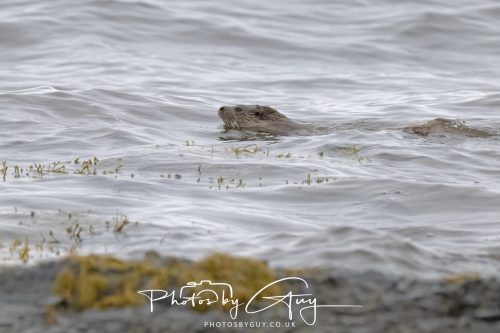 12 October 2026 - Kildonan area, Isle of Arran, Scotland - Otter
