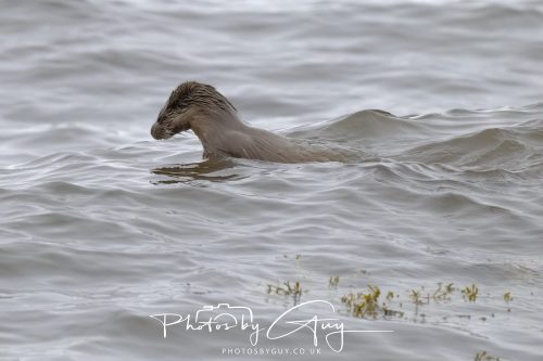 12 October 2026 - Kildonan area, Isle of Arran, Scotland - Otter