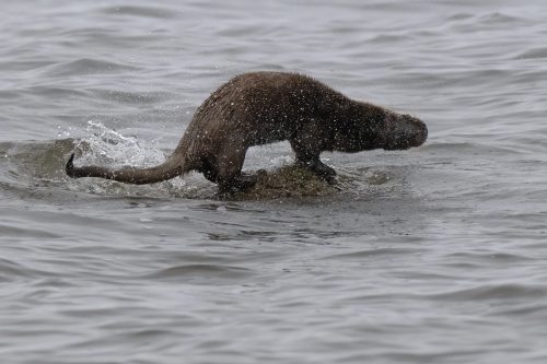 12 October 2026 - Kildonan area, Isle of Arran, Scotland - Otter