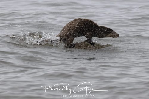 12 October 2026 - Kildonan area, Isle of Arran, Scotland - Otter